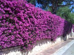 purple flowers are growing on the side of a brick wall next to a sidewalk and trees