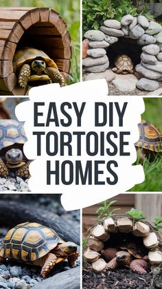 easy diy tortoise home made out of wood and rocks with text overlay that says easy diy tortoise homes