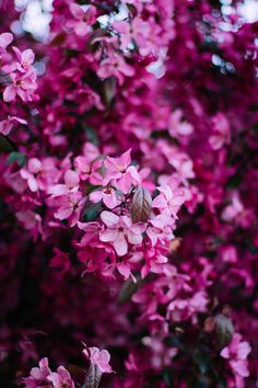 pink flowers are blooming on the tree