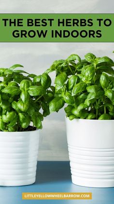 two potted basil plants with text overlay reading the best herbs to grow indoors