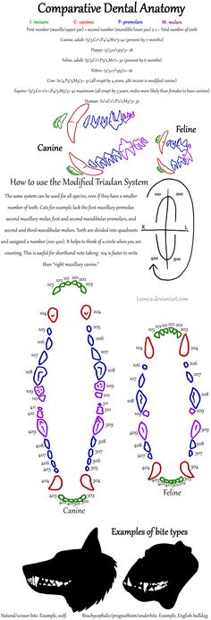 the diagram shows how to draw an animal's teeth