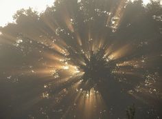 the sun shines brightly through the trees on a foggy day