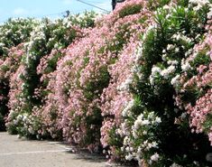 pink and white flowers line the side of a road