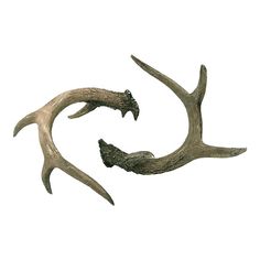 two antlers are shown against a white background