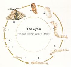 the cycle of life is depicted in this diagram with insects and caterpillars