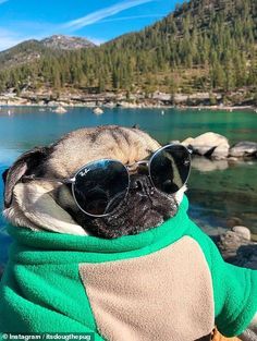 a pug dog wearing sunglasses and a green sweater sitting on the edge of a lake