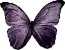 a large purple butterfly flying through the air