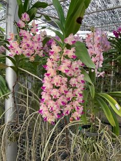 pink orchids are growing in the greenhouse