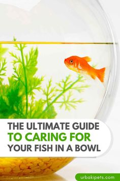 the ultimate guide to caring for your fish in a bowl