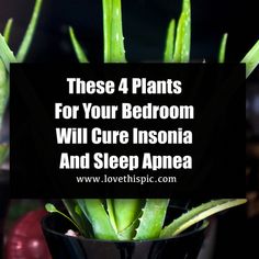 Yet, there is a simple and natural way to improve your sleep and finally get some rest! All you need to do is to place one of the following plants into your bedroom and enjoy the calm and relaxing... Home Remedies For Snoring, Snoring Solutions, Relaxing Bedroom, Bedroom Plants, How To Get Sleep, Green Plants