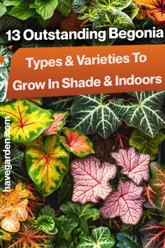 the cover of 13 outstanding begnia types and varieties to grow in shade & indoors