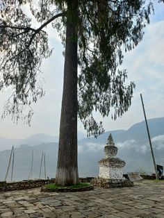 a large tree sitting on top of a stone ground next to a tall tree with mountains in the background