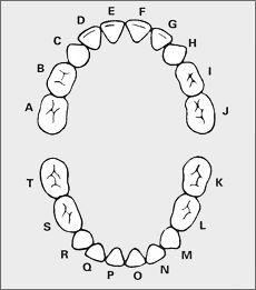 Dental Assistant Tips, Pediatric Dental Assistant, Baby Teeth Chart, Baby Tooth Chart, Teeth Chart, Shiny Teeth, Online Flashcards, Flashcard Maker