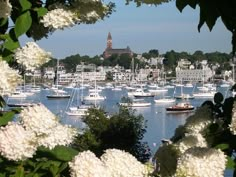 many boats are in the water near some buildings and trees with white flowers on them