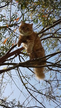 an orange cat sitting on top of a tree branch with its paws in the air