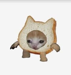 an animal with a piece of bread in it's mouth and its eyes wide open