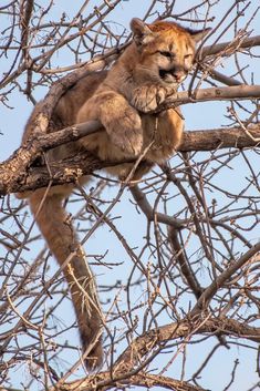 a cat sitting on top of a tree branch with its mouth open and eyes closed