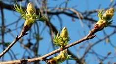 the buds on this tree are starting to open up and wilting in late spring