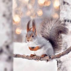 a squirrel sitting on top of a tree branch