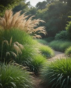 the path is lined with tall grass and plants in front of trees on either side