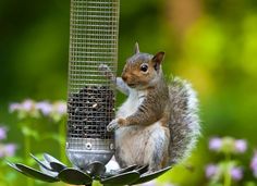 a squirrel is sitting on top of a bird feeder and looking up at the camera