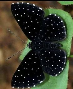 a black and white butterfly sitting on top of a green leaf