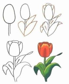 the instructions for how to draw tulips