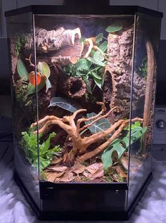 an aquarium with plants and rocks in it