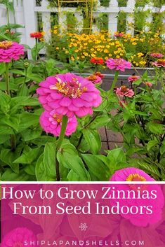 pink zinnas growing in a garden with text overlay how to grow zinnas from seed indoors