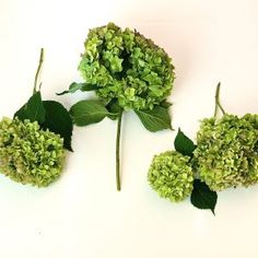 three green flowers with leaves on a white surface