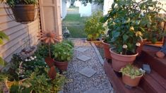 several potted plants sitting on the side of a house