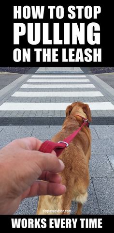 a person is petting a brown dog on the leash with text overlay that reads, how to stop pulling on the leash works every time