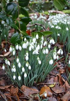 small white flowers are growing in the ground