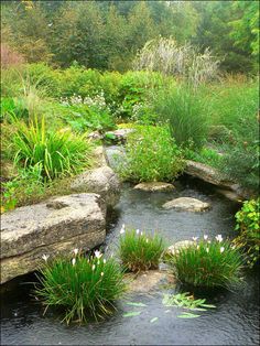 a small stream flowing through a lush green forest filled with rocks and flowers, surrounded by tall grass