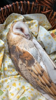 an owl that is laying down on a blanket