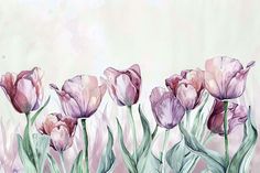 a painting of pink tulips in front of a light green background with watercolor effect