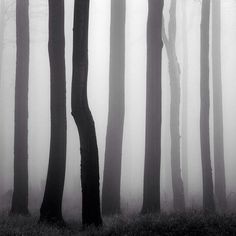 black and white photograph of trees in the fog