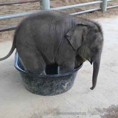 an elephant drinking water out of a bucket