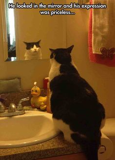 a black and white cat sitting on top of a bathroom sink next to a mirror