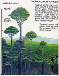 an image of tropical rain forests in the world's most famous landforms