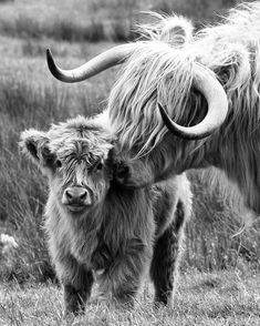 an adult and baby yak standing in the grass