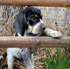 a black and white dog sitting on top of a wooden bench