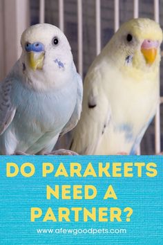 two parakeets sitting on top of a cage with the words do parakeets need a partner?