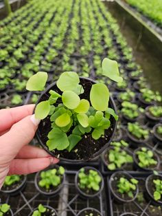 a person holding up a small plant in a greenhouse with other plants growing behind it