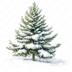 a pine tree covered in snow on a white background