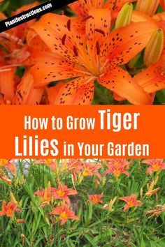 orange lilies growing in a garden with text overlay how to grow tiger lilies in your garden