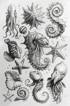 an ink drawing of sea animals and seashells