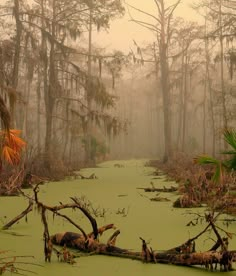 the swamp is covered in green algae and trees