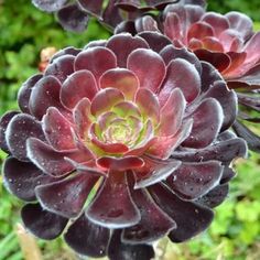 some very pretty purple flowers with water droplets on them