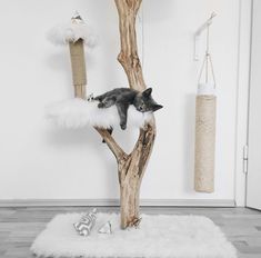 a cat is sitting on top of a tree in the middle of a living room